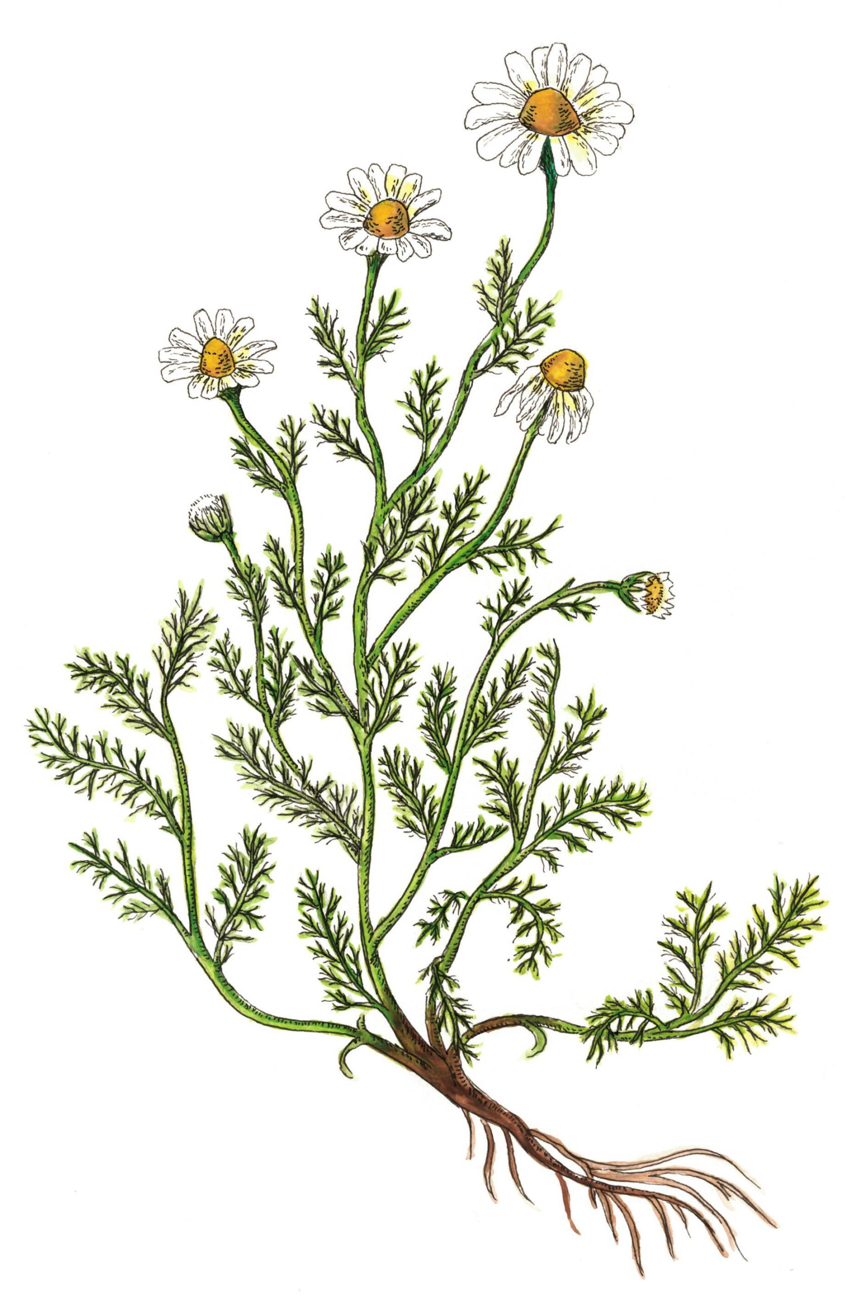 Read more about the article Chamomile: A Calmer