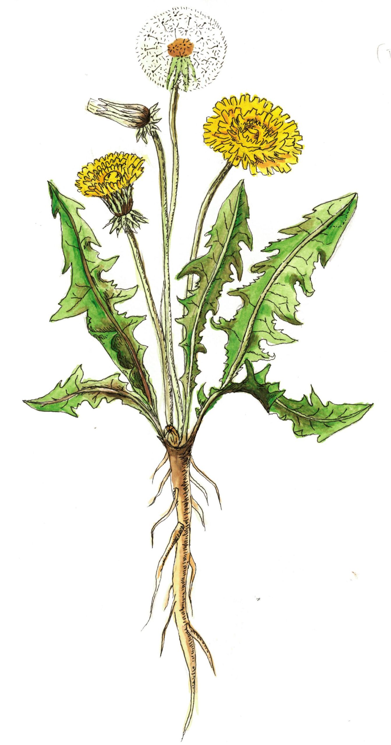 illustration of dandelion