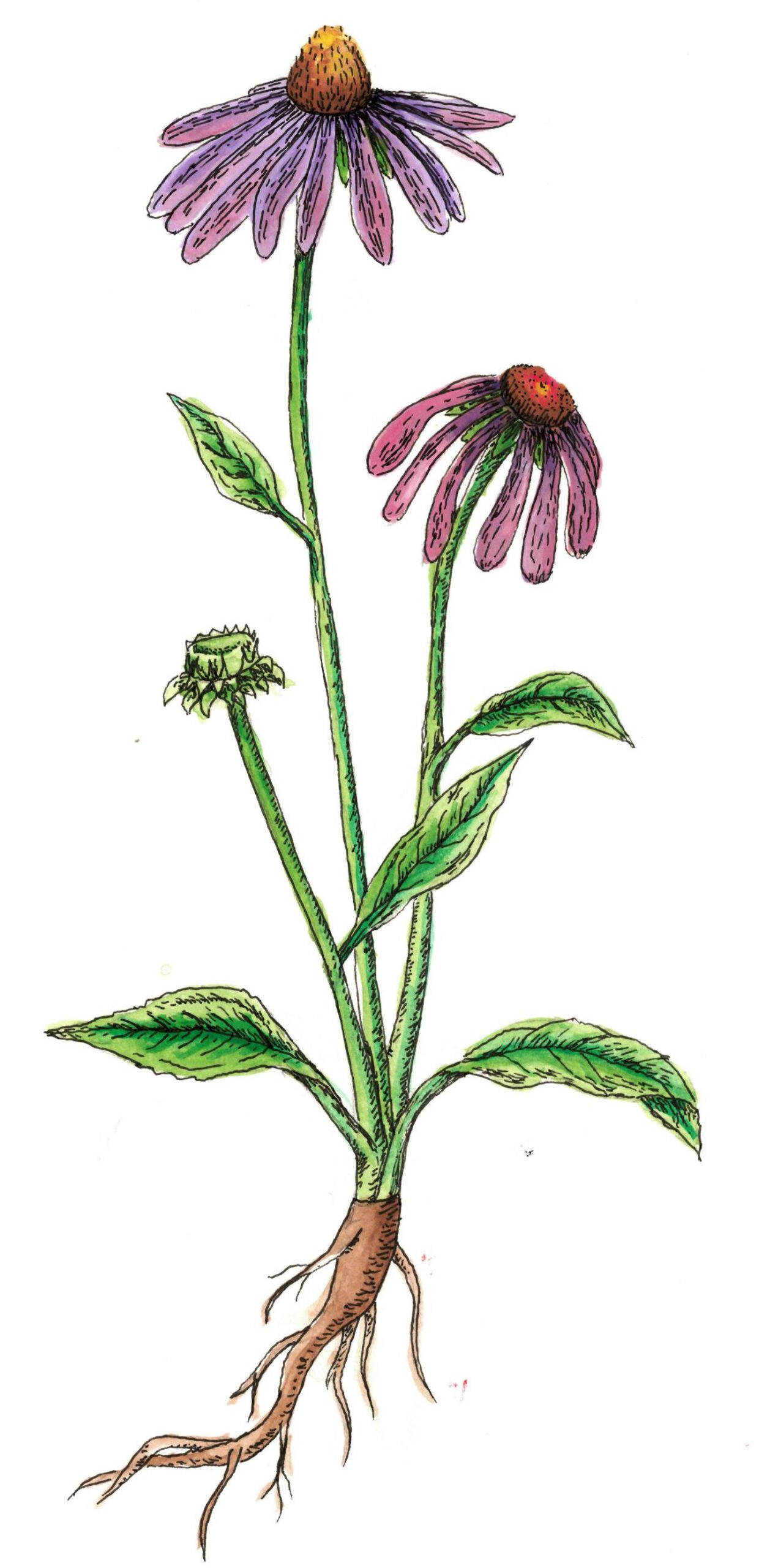 illustration of echinacea