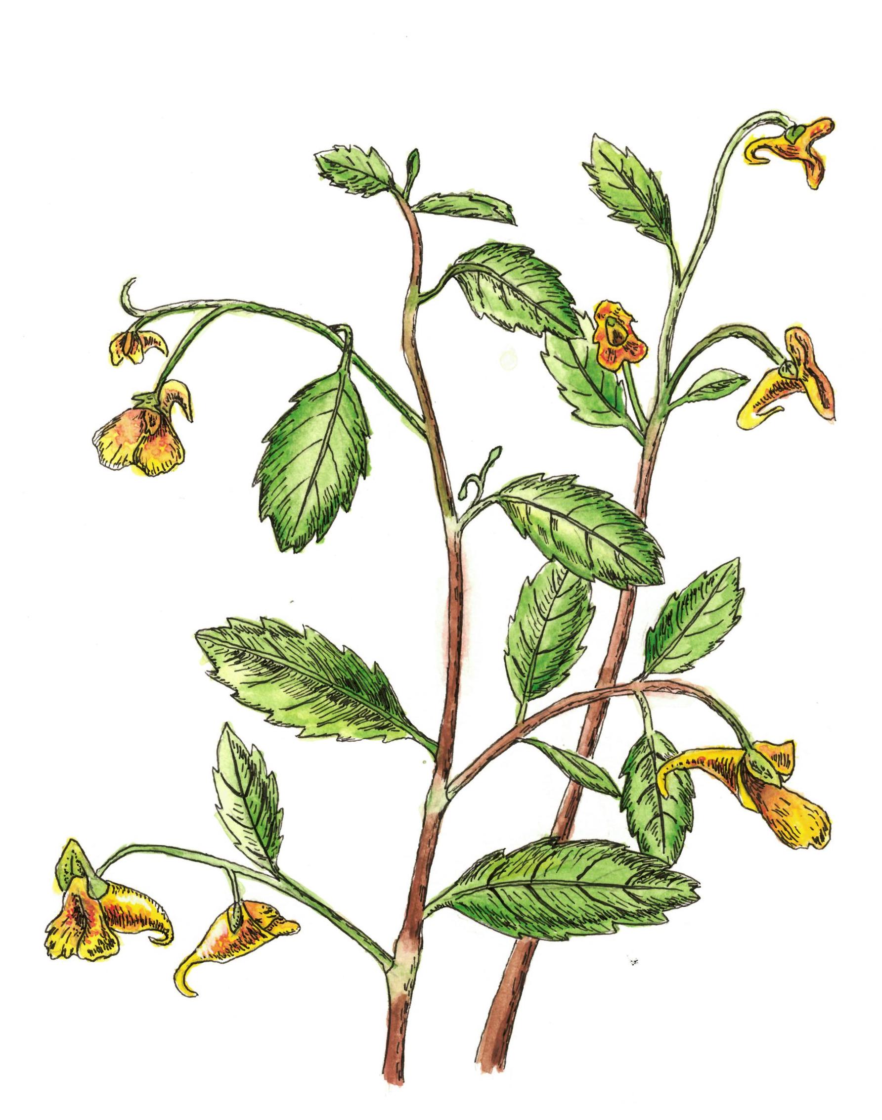 illustration of jewelweed