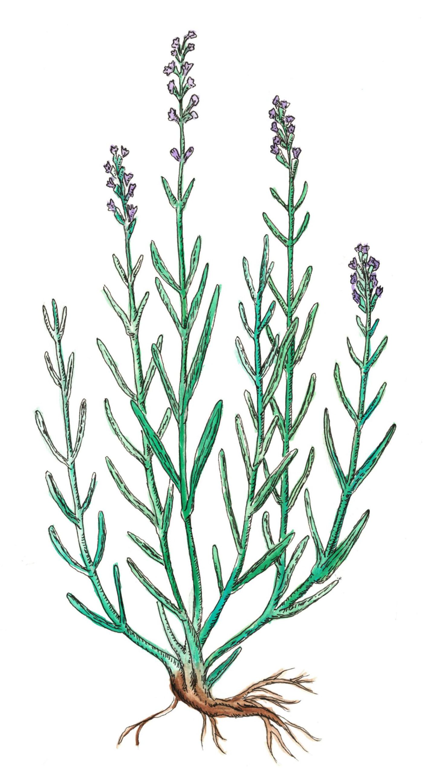 illustration of lavender