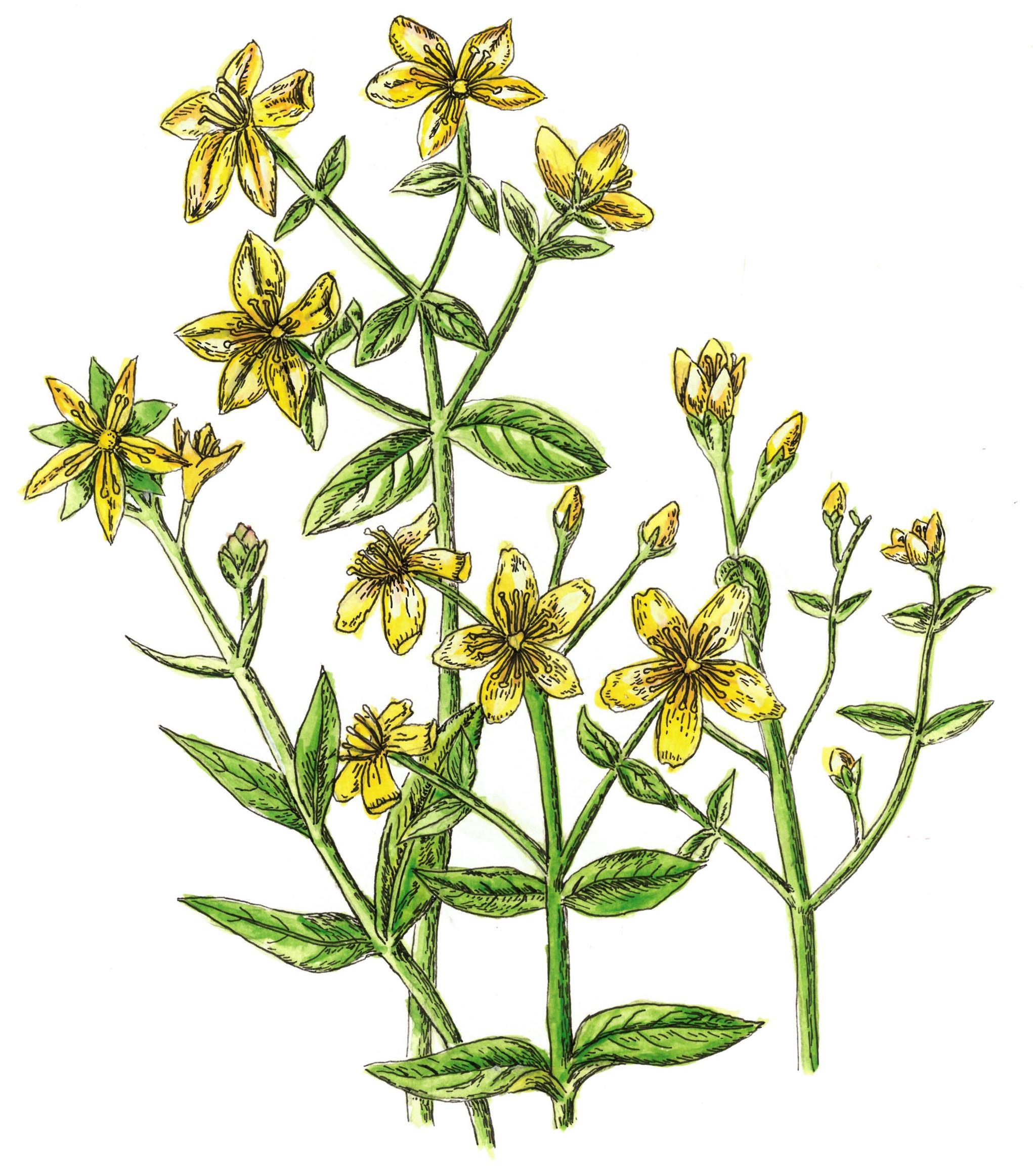 illustration of st. john's wort