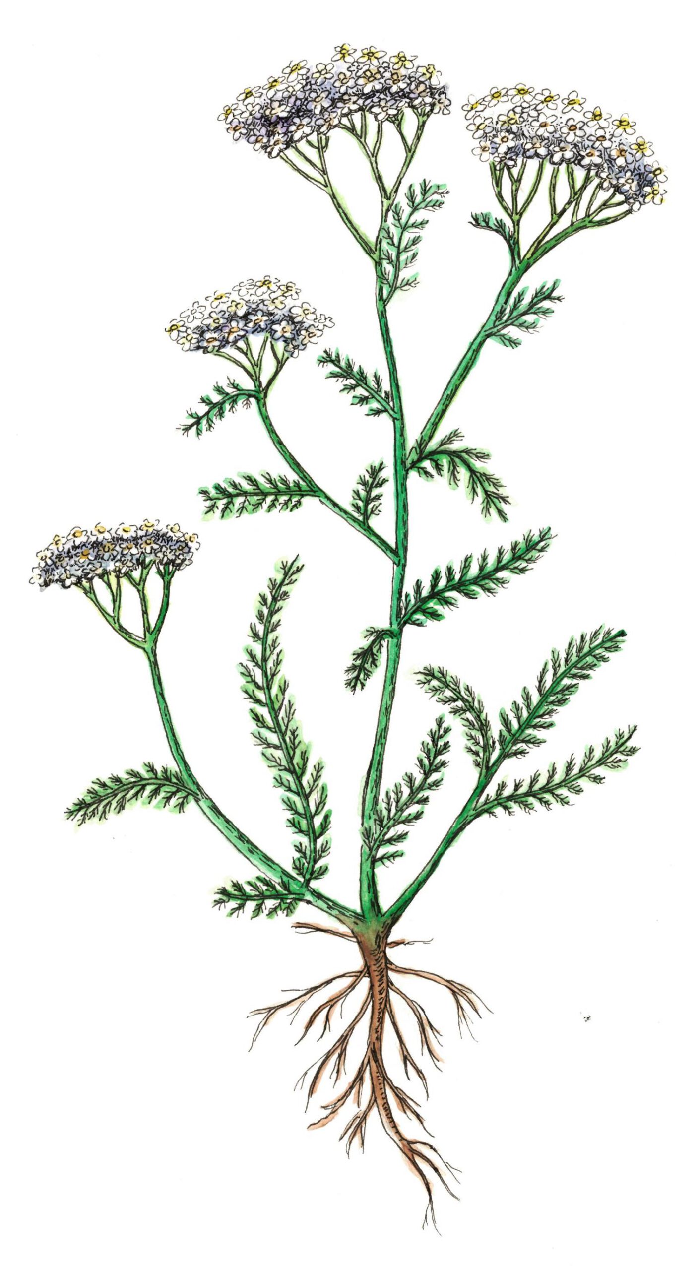 Read more about the article Yarrow: A Wound Healer