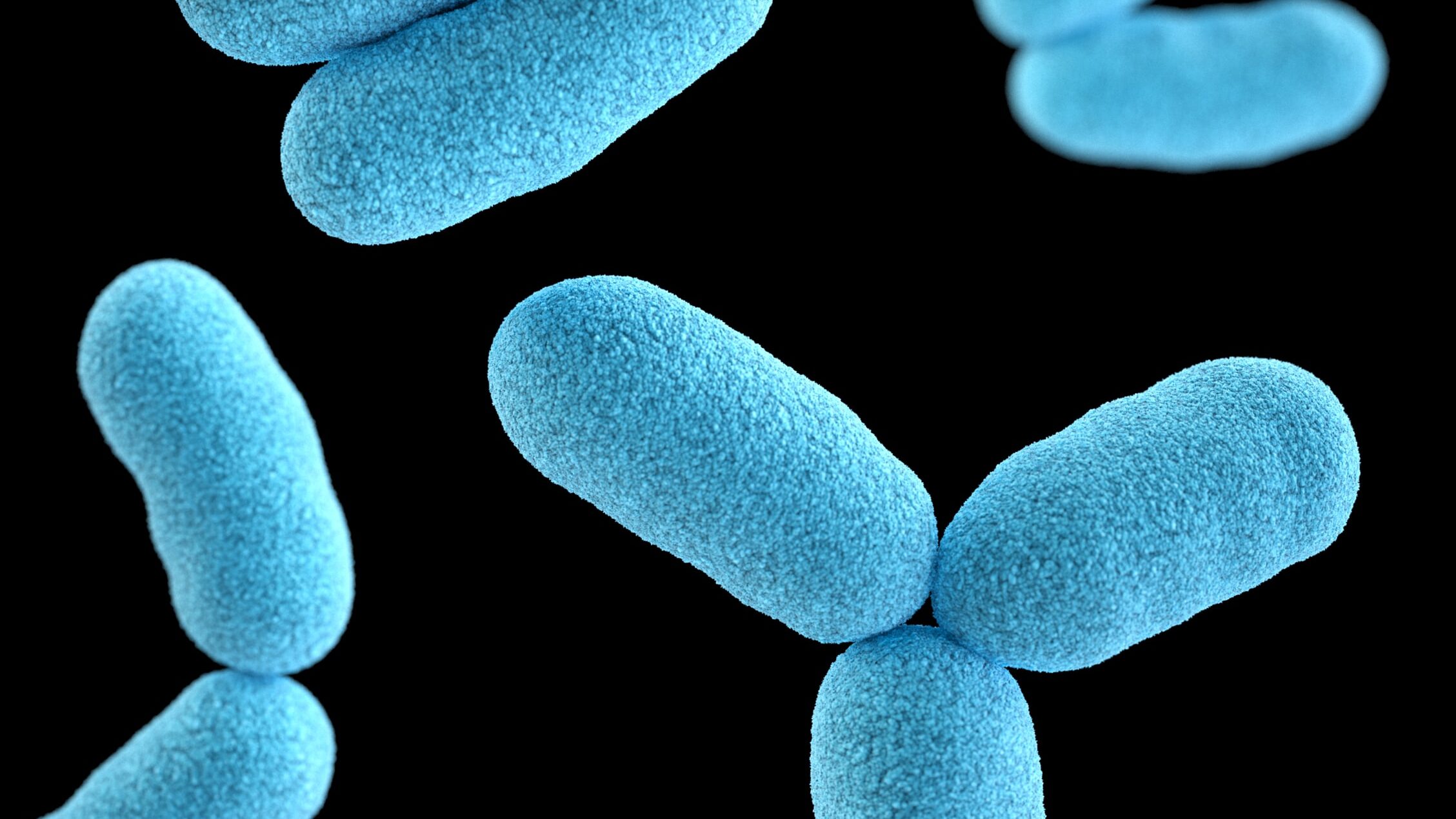 image of staphylococcus bacteria