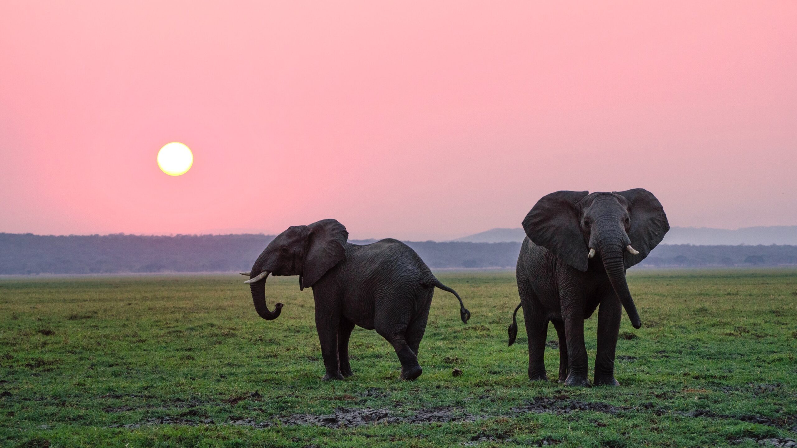 image of elephants