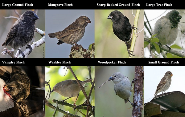 labeled image of darwin's finches